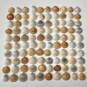 Seashells 100 Bittersweet Clam Shells 3/4” to 1” Natural Beach Decor Arts Crafts